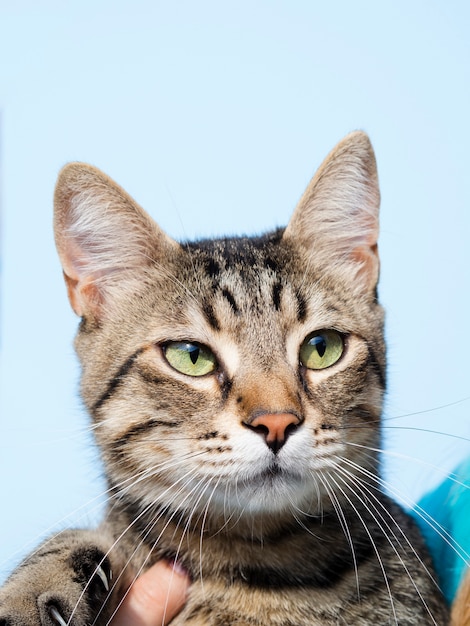 Gato doméstico de vista frontal com orelhas picadas