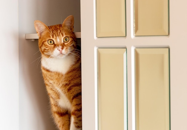 Gato doméstico deitado na cama