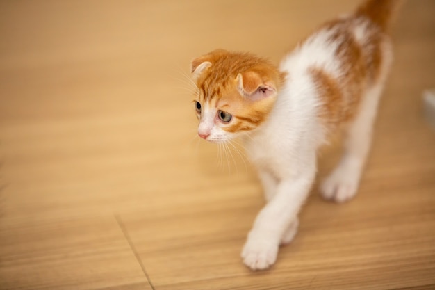 Gato doméstico deitado no chão olhando para a câmera