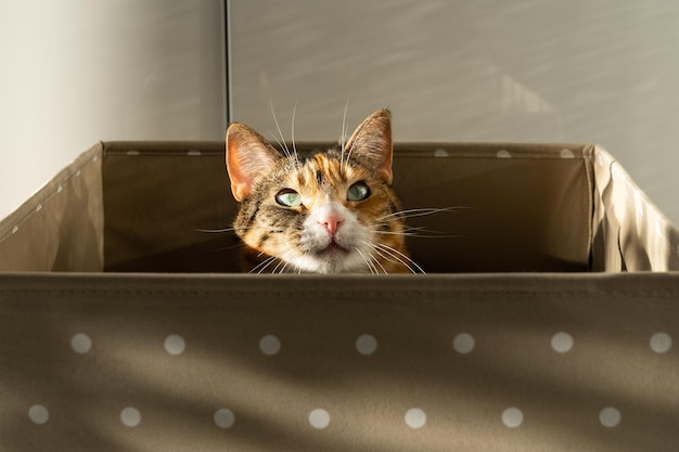 El gato doméstico disfruta de la relajación y el descanso en una caja marrón iluminada por brillantes rayos de sol en casa