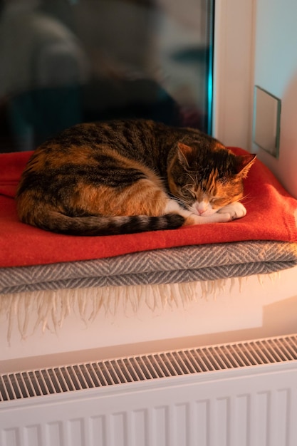 Gato doméstico disfrutando del alféizar de la ventana en el frío invierno disfrutando del aire caliente procedente del radiador