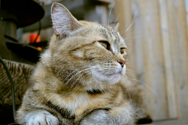 Gato doméstico do país olha pensativo para a distância