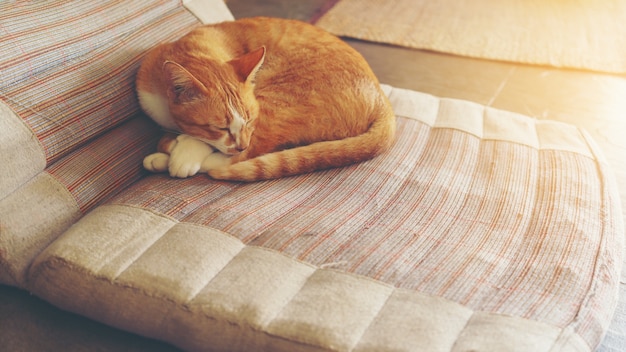 Gato doméstico durmiendo en un cojín