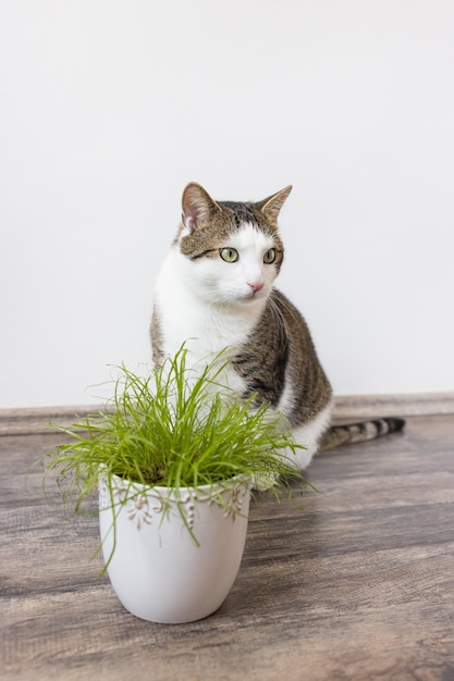 Gato doméstico e grama verde suculenta para gatos Cyperus Zumula em pote Conceito de cuidados de saúde para gatos internos