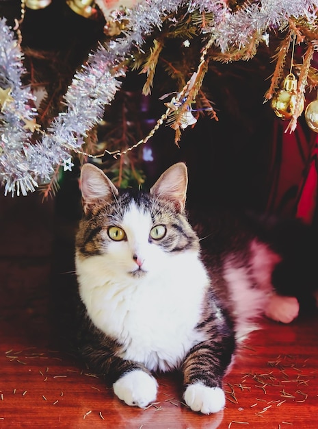 Gato doméstico em casa