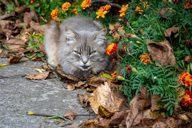 Foto gato doméstico em folhas caídas em um dia de outono