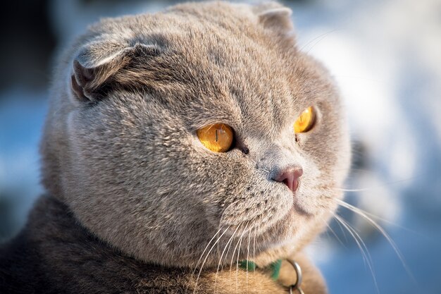 Gato doméstico em paisagem de inverno