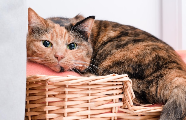 Gato doméstico encontra-se em uma cesta de vime e olha para a câmera
