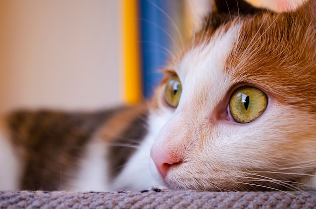 Gato doméstico se encuentra en el sofá