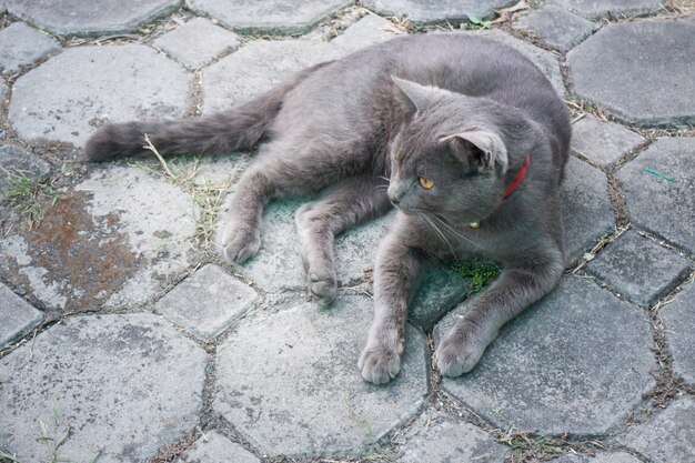 Gato doméstico esponjoso enfriado en el piso