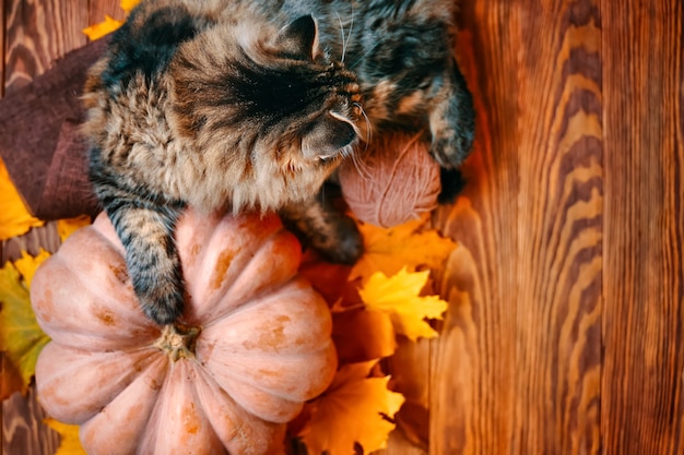 Gato doméstico esponjoso puso su pata en una calabaza madura hojas de otoño de calabaza y un ovillo de hilo en un ...