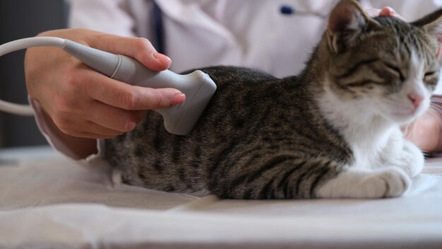 Gato doméstico está passando por exame de ultrassom em verificações veterinárias de consultório veterinário