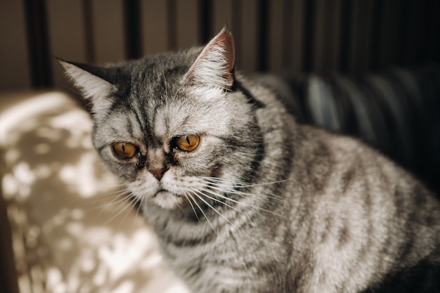 Gato doméstico fofo e cinza sentado no sofá