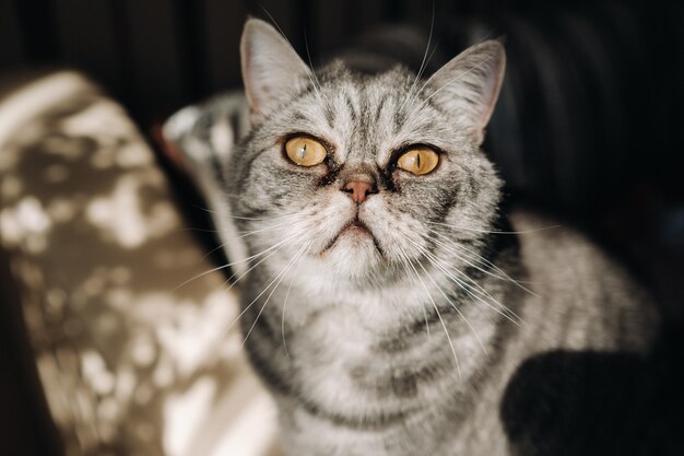 Gato doméstico fofo e cinza sentado no sofá