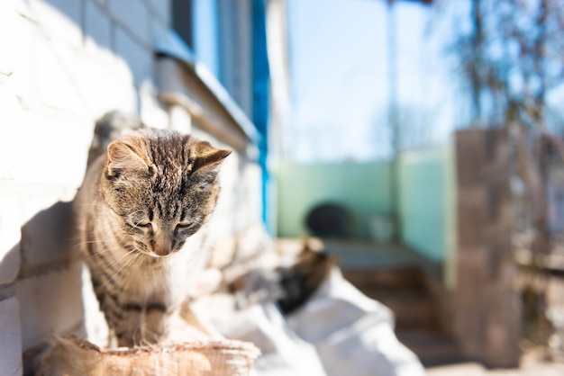 Gato doméstico fuera de casa