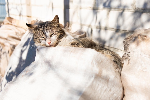 Gato doméstico fuera de casa