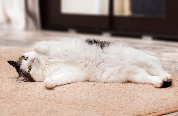 Gato doméstico gordo acostado boca arriba