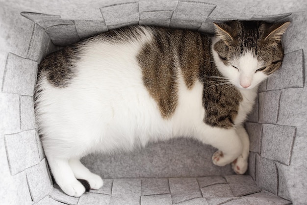 Gato doméstico gordo bonito dormindo em cesta de armazenamento de feltro cinza aconchegante outono ou inverno