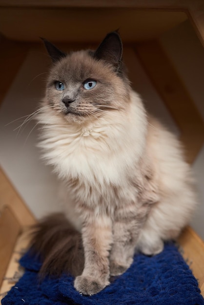 Foto el gato doméstico gracioso sube al poste del gato