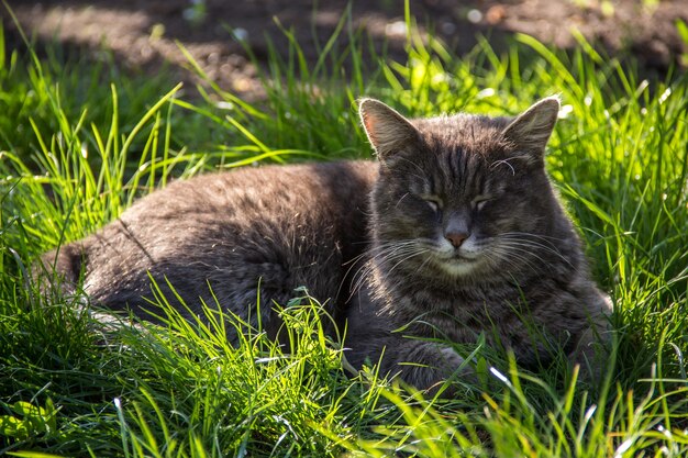 Gato doméstico gris durmiendo en la hierba