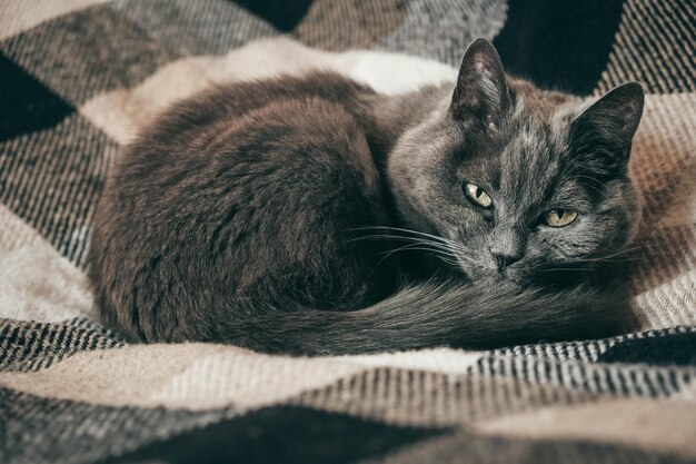 Gato doméstico gris está durmiendo en una tela escocesa. Copiar, espacio vacío para texto