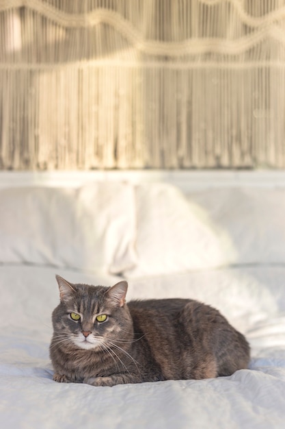 Gato doméstico gris con hermosos ojos en una cama con macramé artesanal en el fondo en la luz del sol