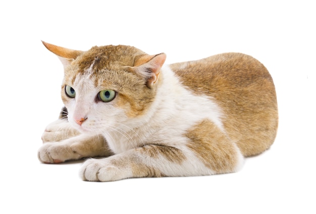 Gato doméstico indio en el fondo blanco