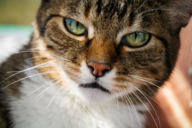 Gato doméstico irritado