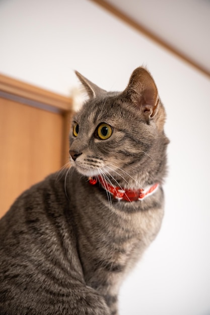 Foto gato doméstico en japón