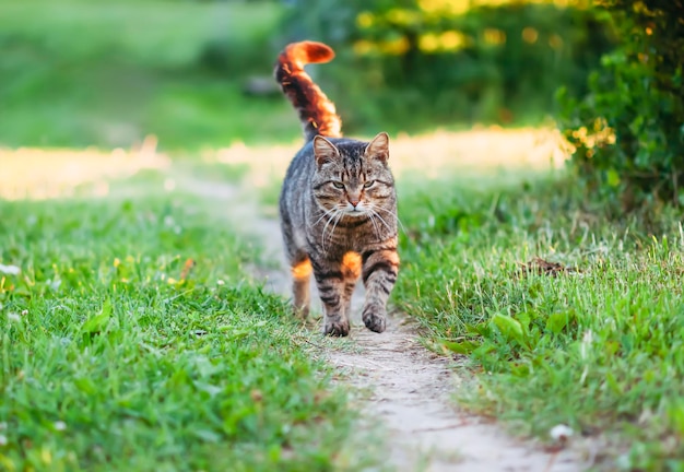 Gato doméstico en el jardín