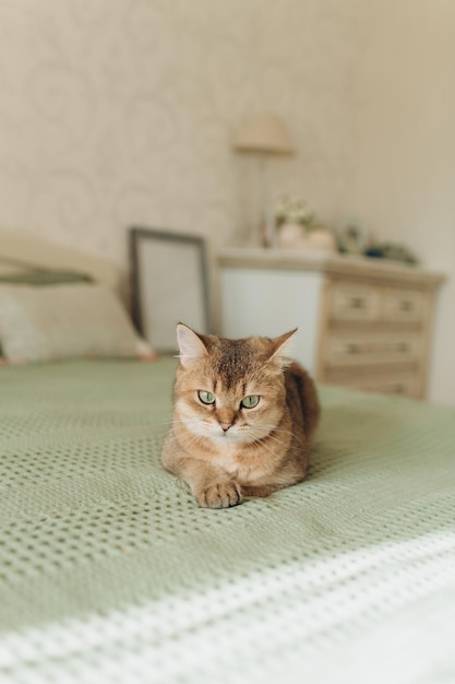 gato doméstico de jengibre con ojos verdes yace en la cama en el dormitorio con interior de oliva