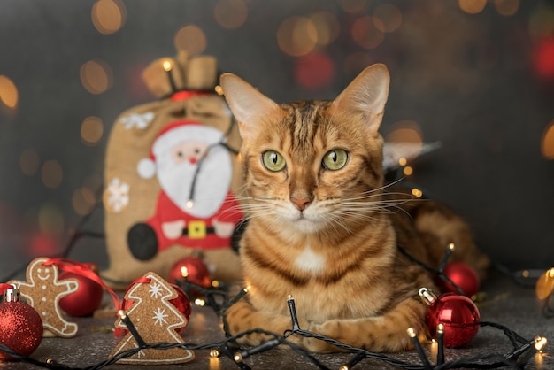 Un gato doméstico de jengibre se sienta en un fondo oscuro con luces y decoraciones de árbol de Navidad