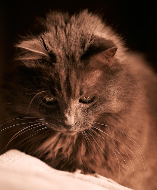 Gato doméstico jugando Closeup retrato de un gato gris macho