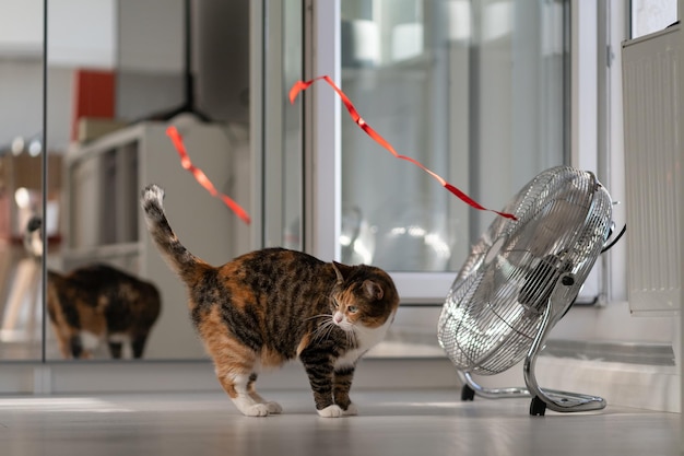 El gato doméstico juguetón activo se para cerca del ventilador y mira a su alrededor en busca de una cinta roja que se desarrolla en el viento