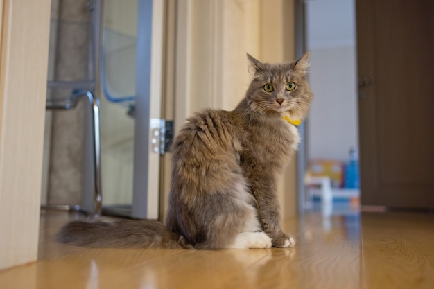 Gato doméstico korat sentado no chão de madeira.