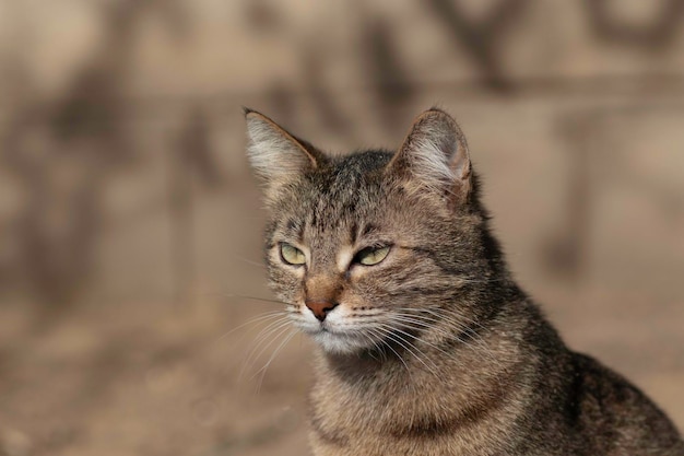 gato doméstico listrado posa para a câmera em um dia ensolarado lindo pelo de gato