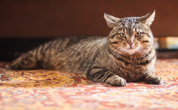 Gato doméstico listrado preguiçoso relaxante no tapete colorido em casa.