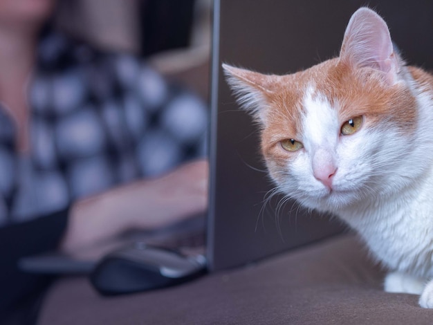 Un gato doméstico con manchas rojas mira en el marco de una figura femenina borrosa con una computadora portátil