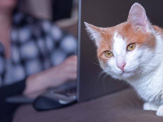 Un gato doméstico con manchas rojas mira en el marco de una figura femenina borrosa con una computadora portátil