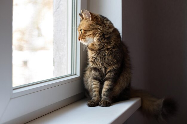 Gato doméstico marrom olha pela janela e erra