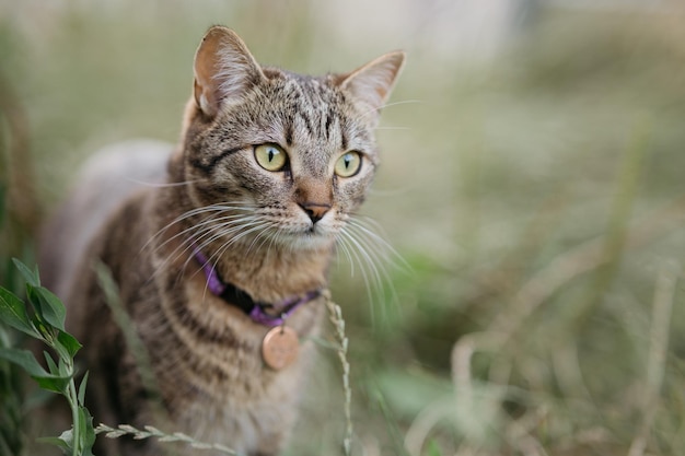 Gato doméstico con medallón