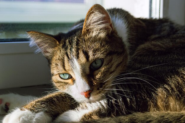El gato doméstico miente cuidadosamente y descansa al sol cerca de la ventana