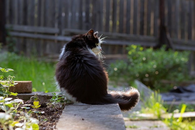 Un gato doméstico mullido se sienta en un jardín de verano con el telón de fondo de las plantas