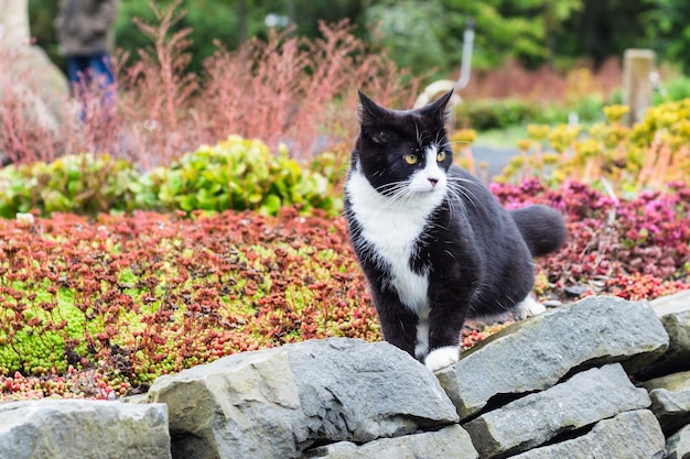 Gato doméstico no parque ártico da cidade em Reykjavik