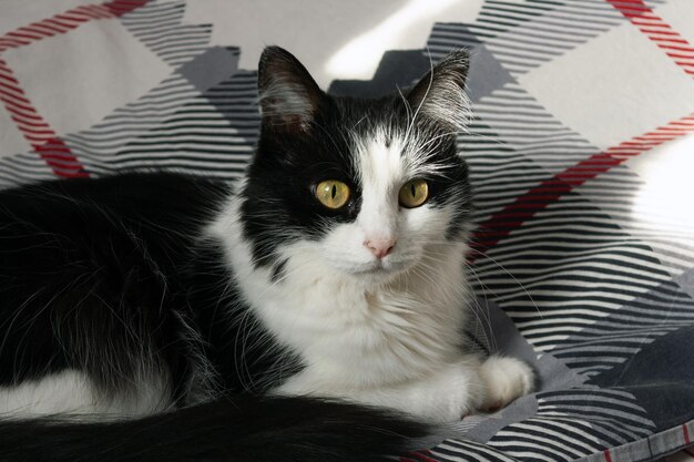 Gato domestico con ojos amarillos