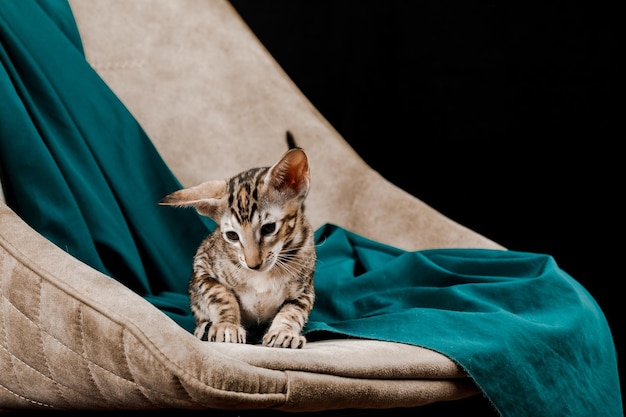 Gato doméstico oriental en casa.