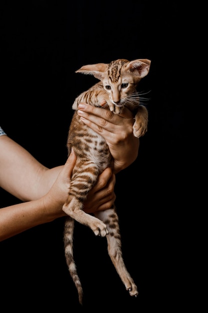 Gato doméstico oriental en casa