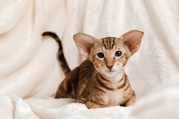 Gato doméstico oriental en casa