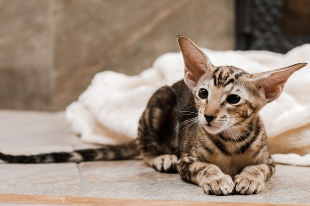 Gato doméstico oriental en casa