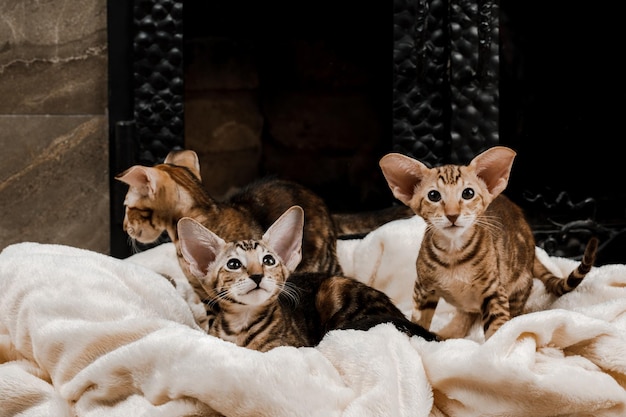 Gato doméstico oriental em casa